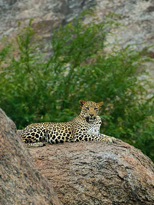 Kavish Jawai Village Resort